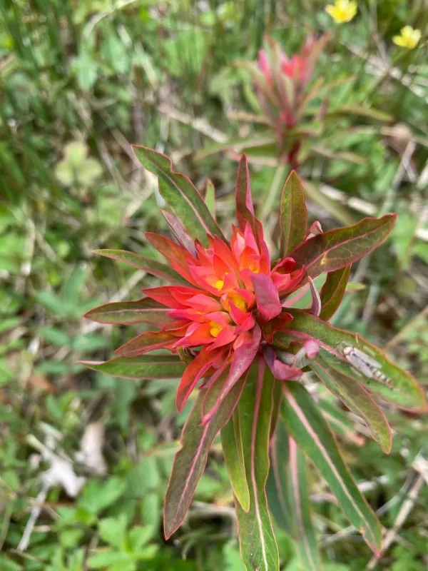 Griffith's spurge