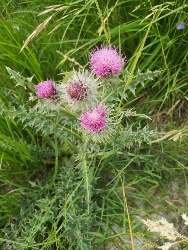 Golden-spined thistle