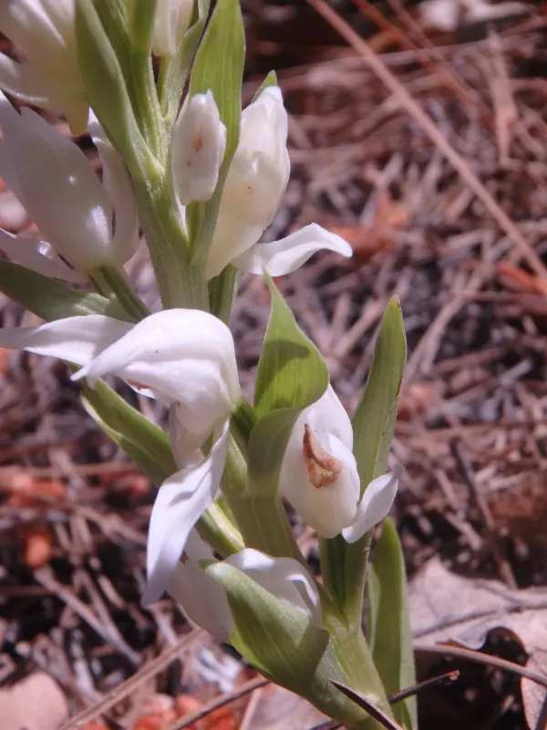 Large-flowered Helleborine