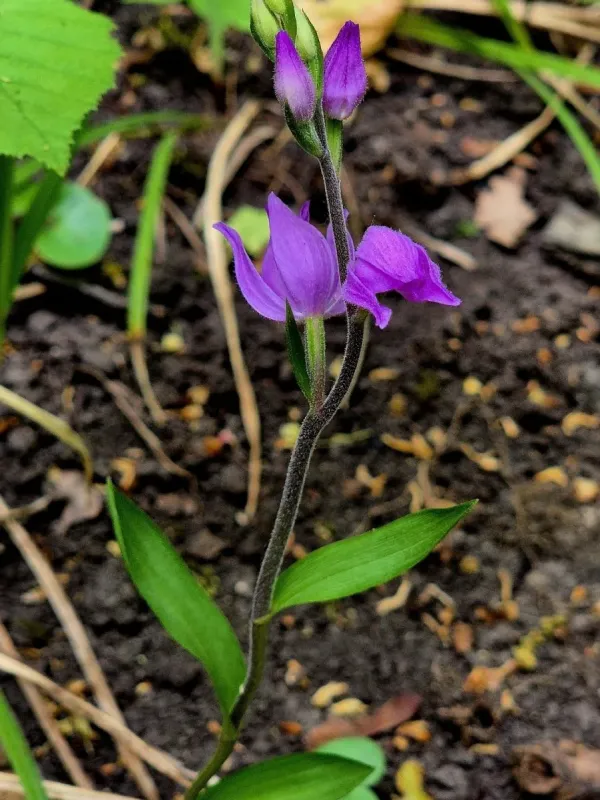 Red helleborine