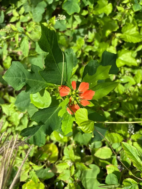 Painted spurge