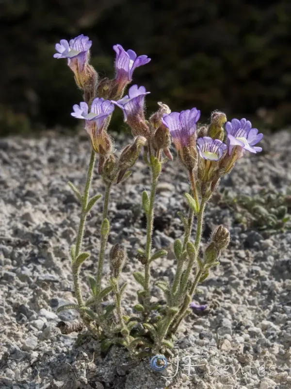 Chaenorhinum macropodum