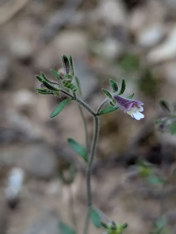 Chaenorhinum rubrifolium