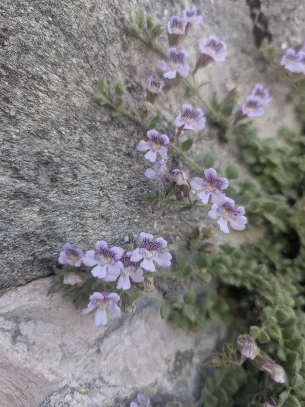 Hairy snapdragon