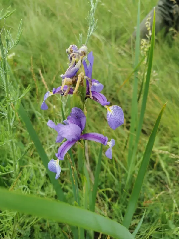 Spuria iris