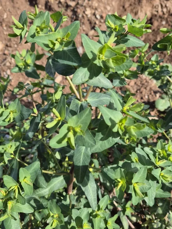 Euphorbia lagascae