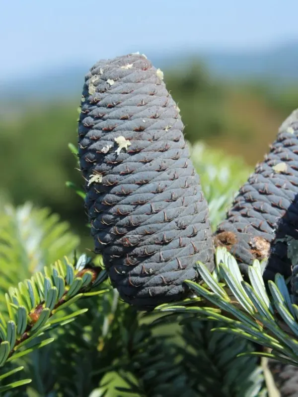 Fanjingshan fir