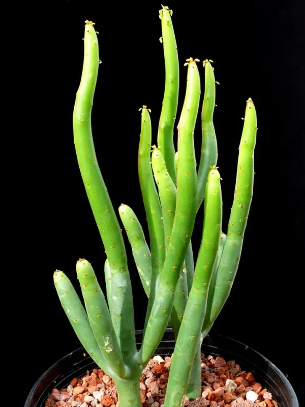 Euphorbia leucodendron