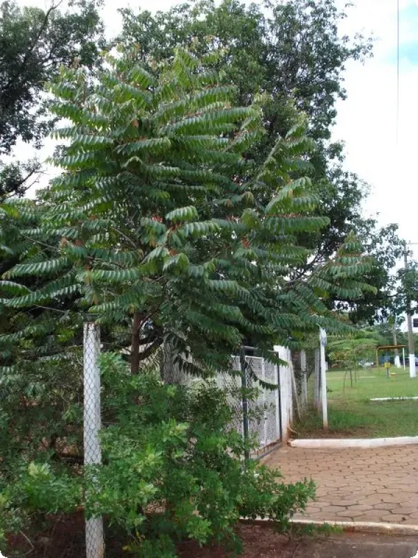 Brazilian xylopia
