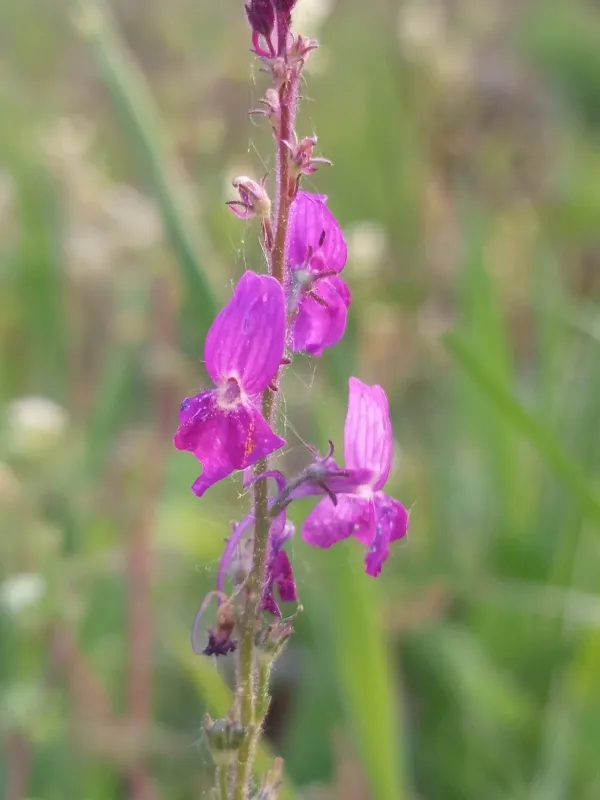 Linaria elegans
