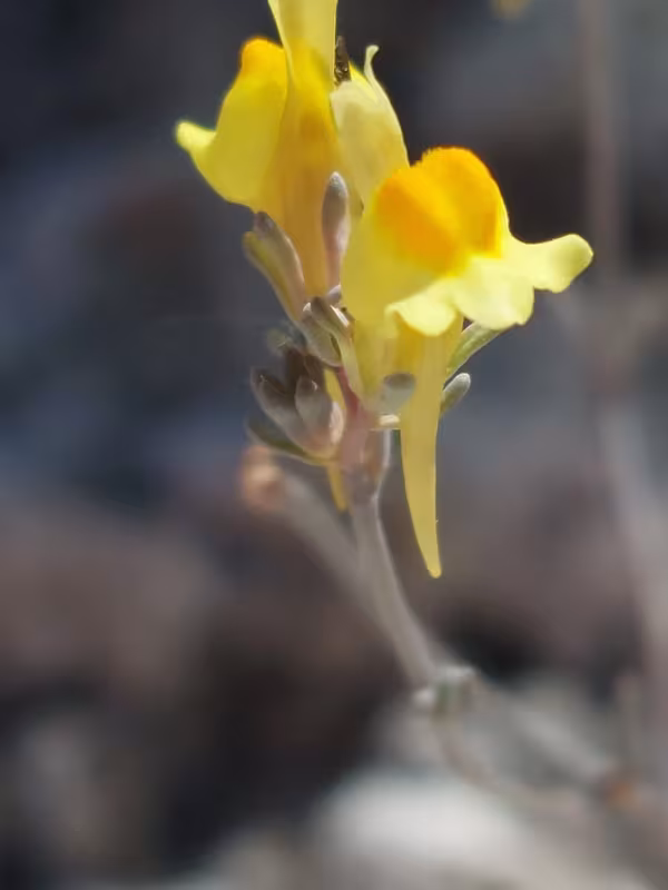 Linaria glauca