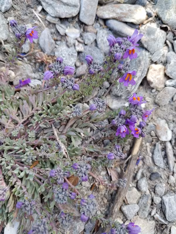 Alpine toadflax
