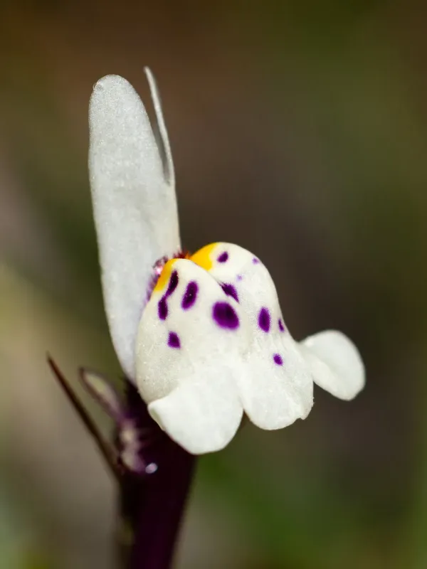 Linaria amethystea