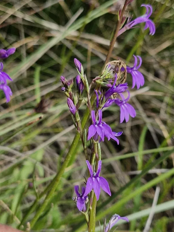 Heath lobelia
