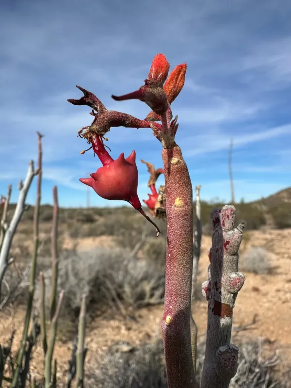 Euphorbia lomelii