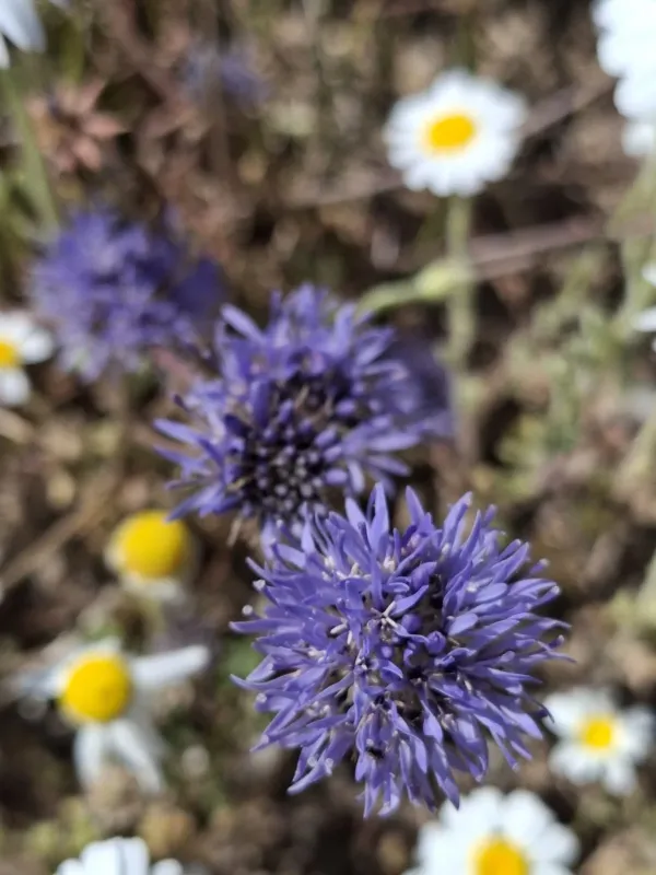 Jasione heldreichii