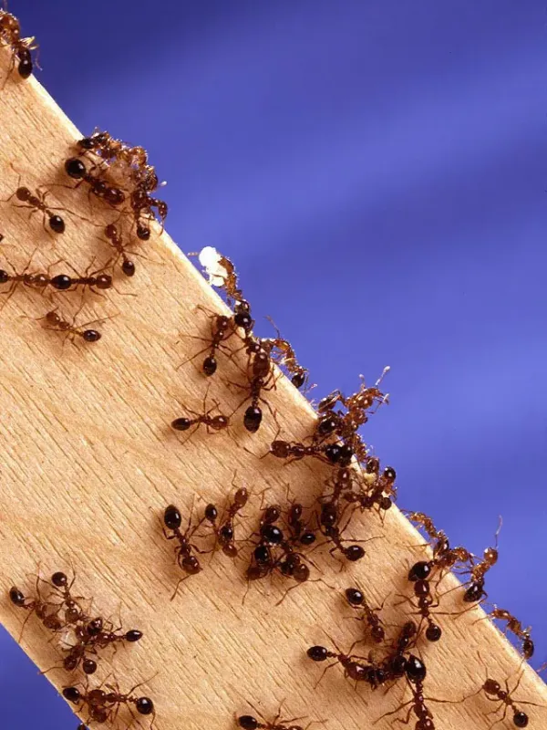 Fire ant