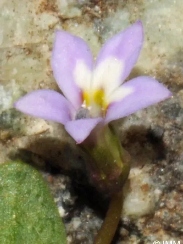 Solenopsis corsica