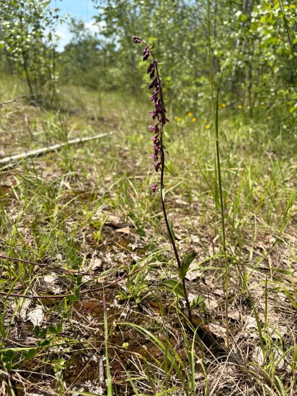 Epipactis subclausa