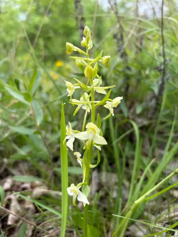 Greater butterfly-orchid