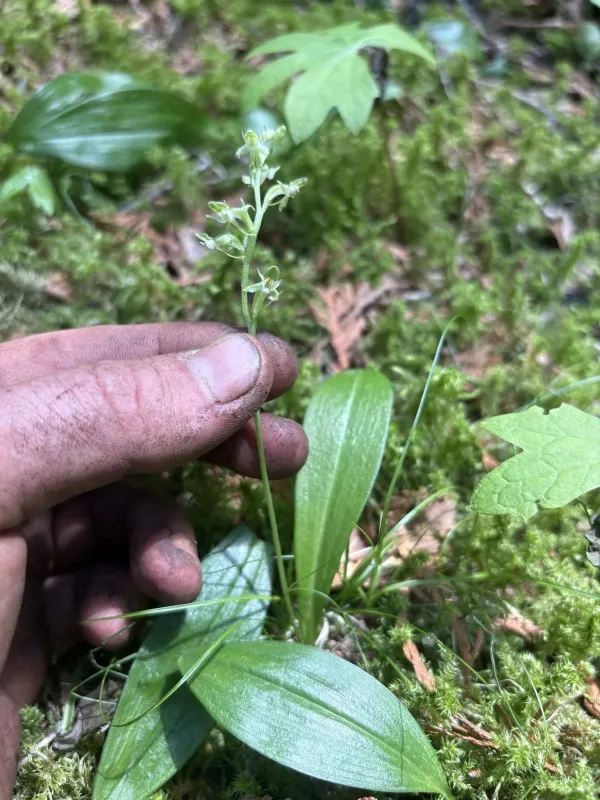 Blunt-leaved bog orchid