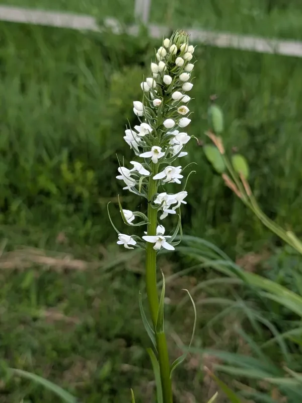 Любка цельногубая