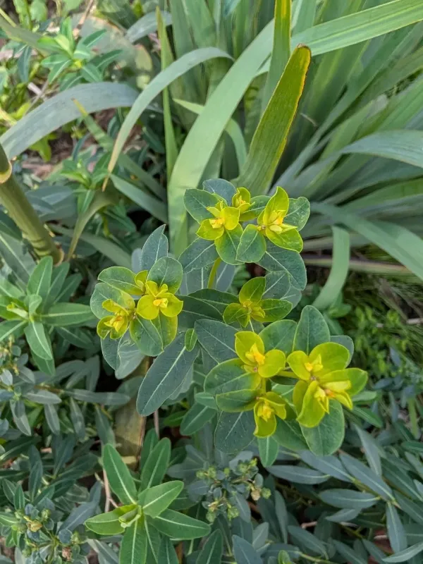 Oblong-leaved spurge