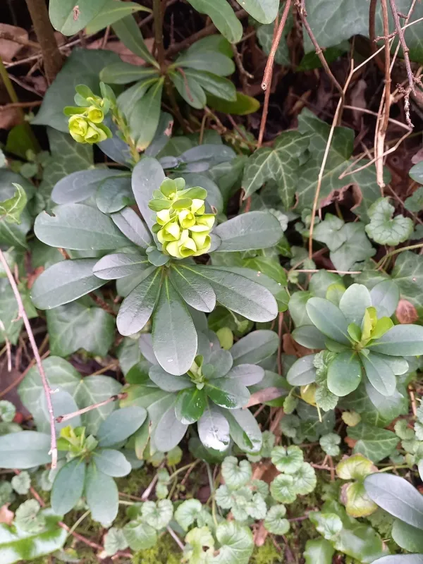 Robb's spurge