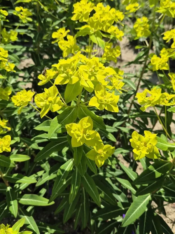 Euphorbia schillingii