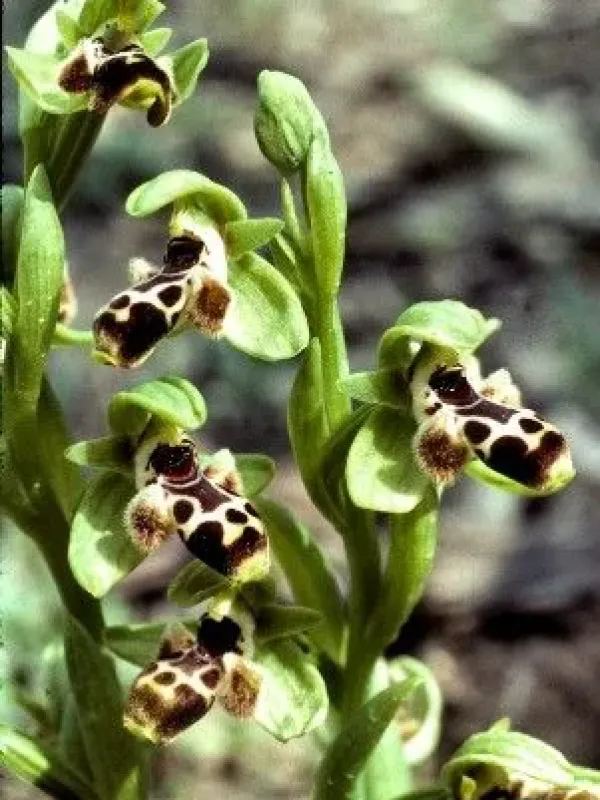 Ophrys khuzestanica