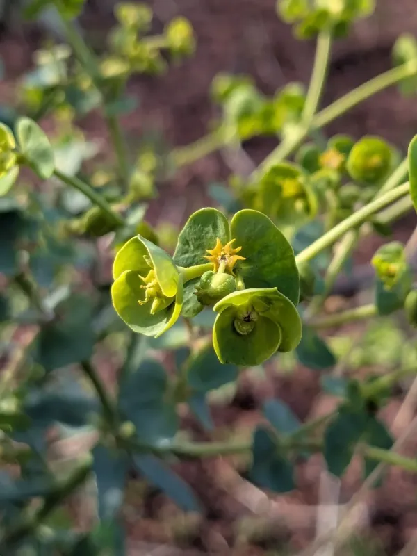 Corn spurge