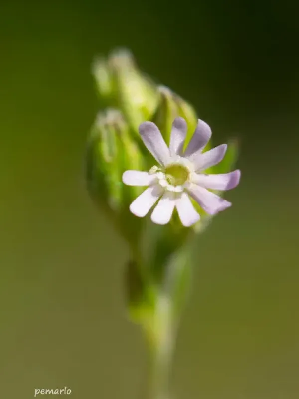 Silene decipiens