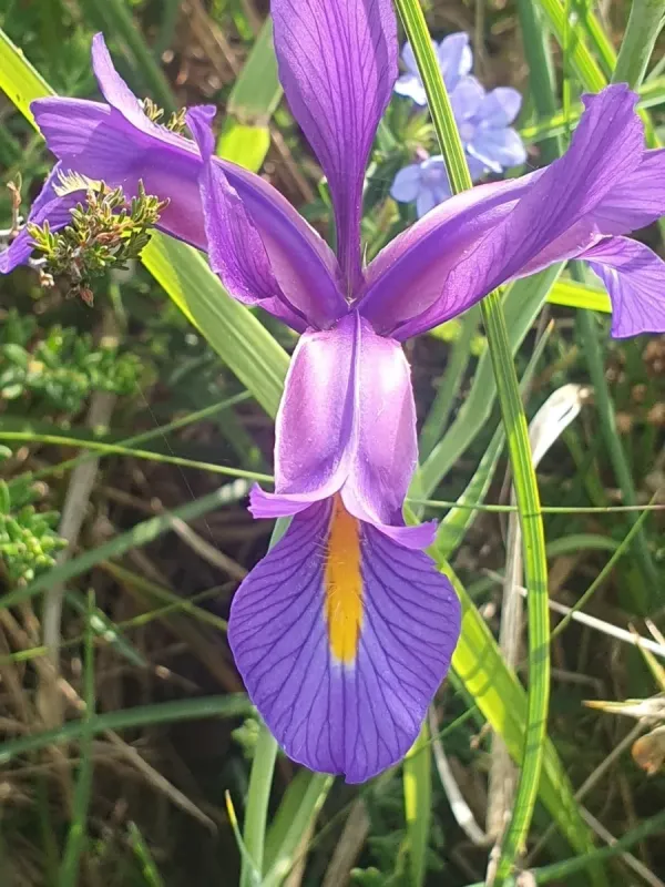 Boissier's iris