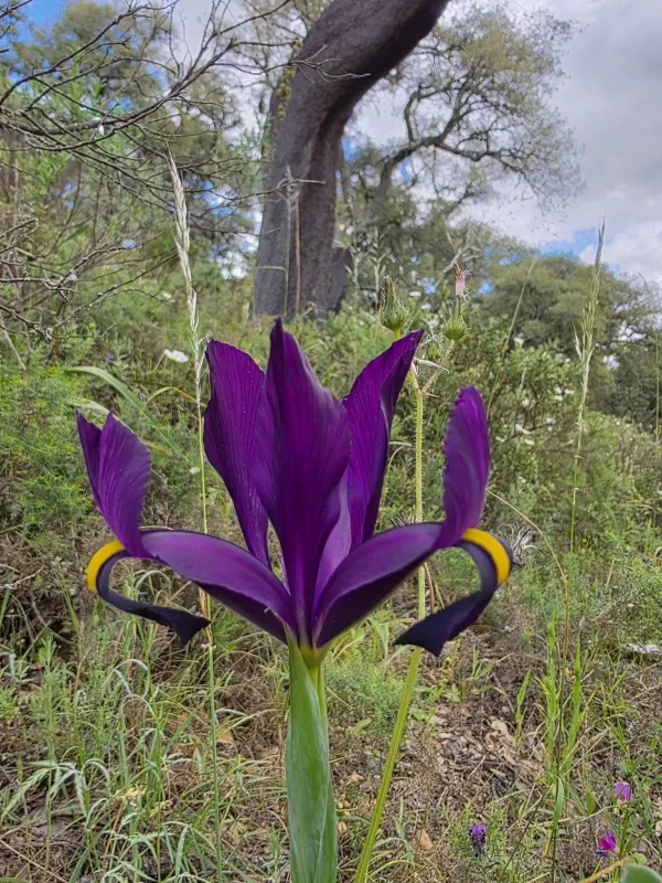 Iris filifolia
