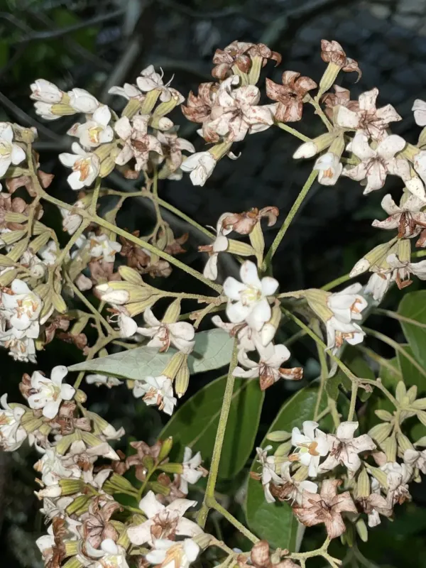Cordia trichotoma