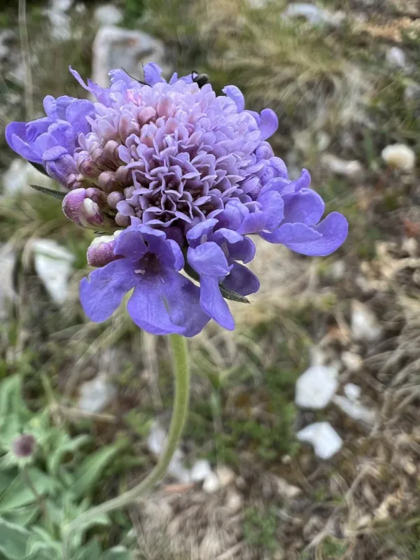 Scabiosa cinerea