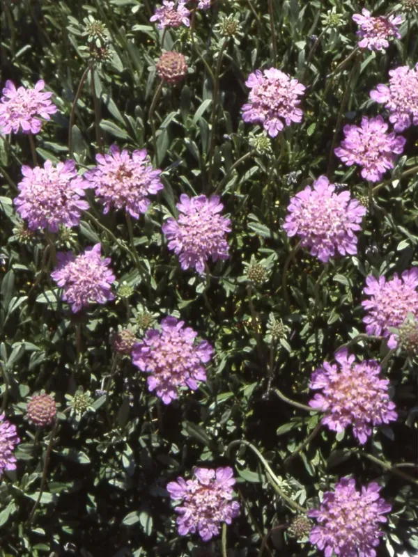 Scabiosa hymettia