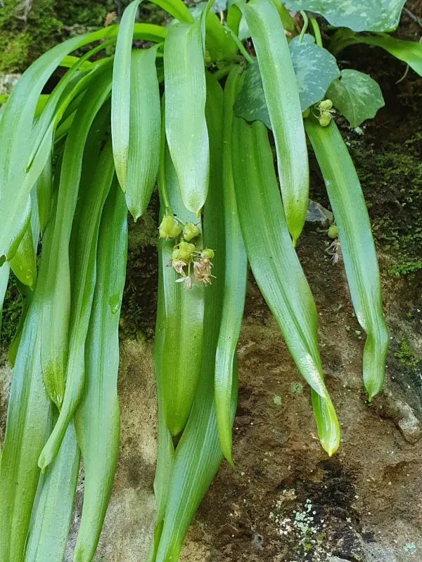 Messenian squill