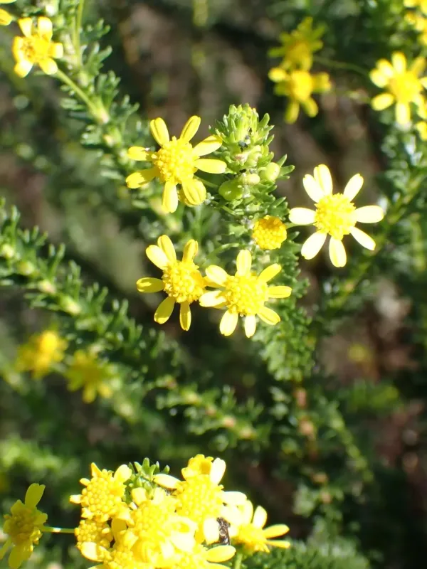 Euryops virgineus