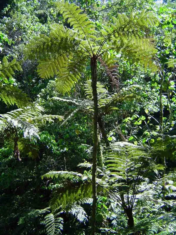 Ціатея Манна