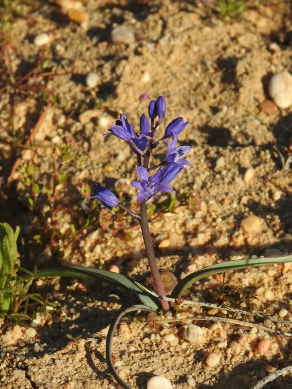 Scilla odorata