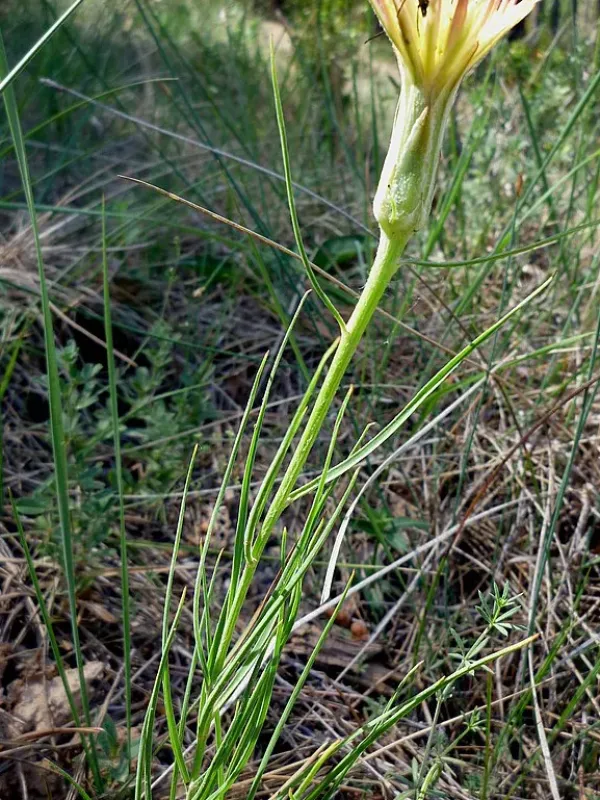 Scorzonera graminifolia