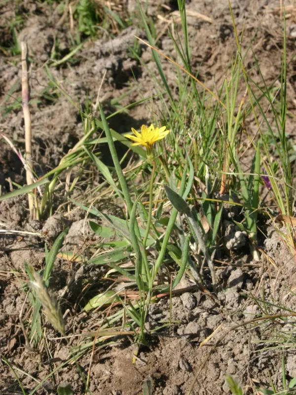 Scorzonera fistulosa