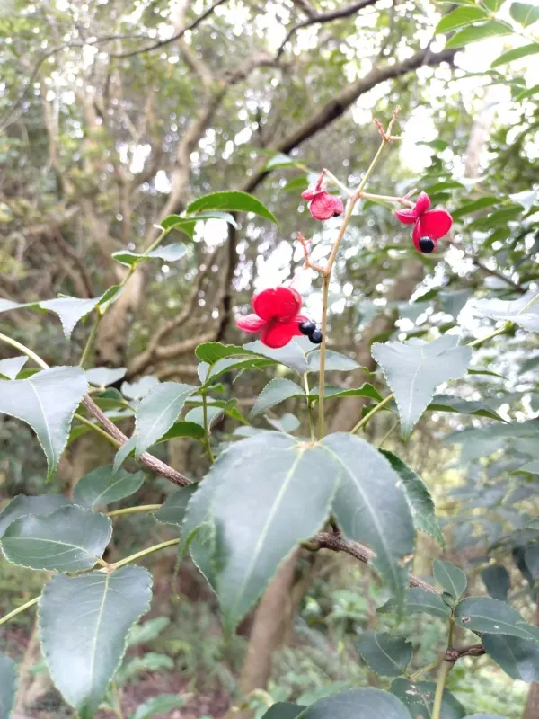 Euscaphis japonica