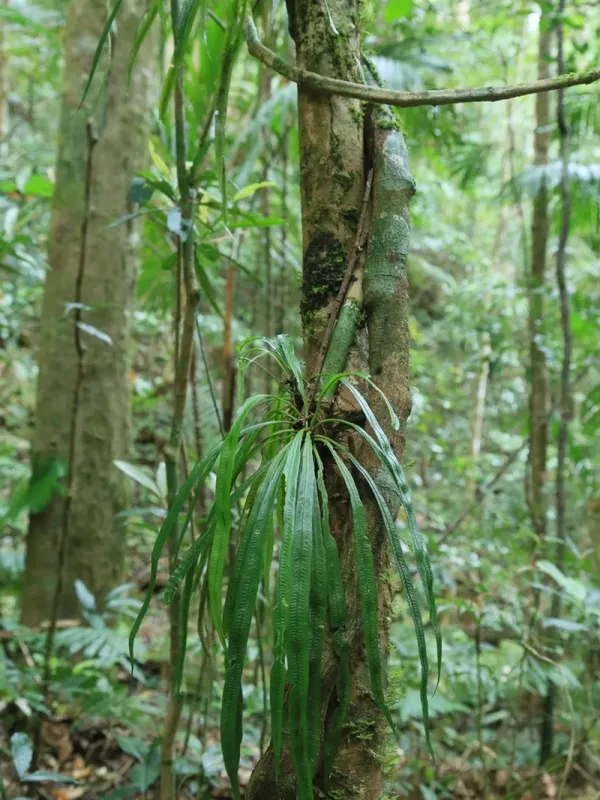 Asplenium scortechinii
