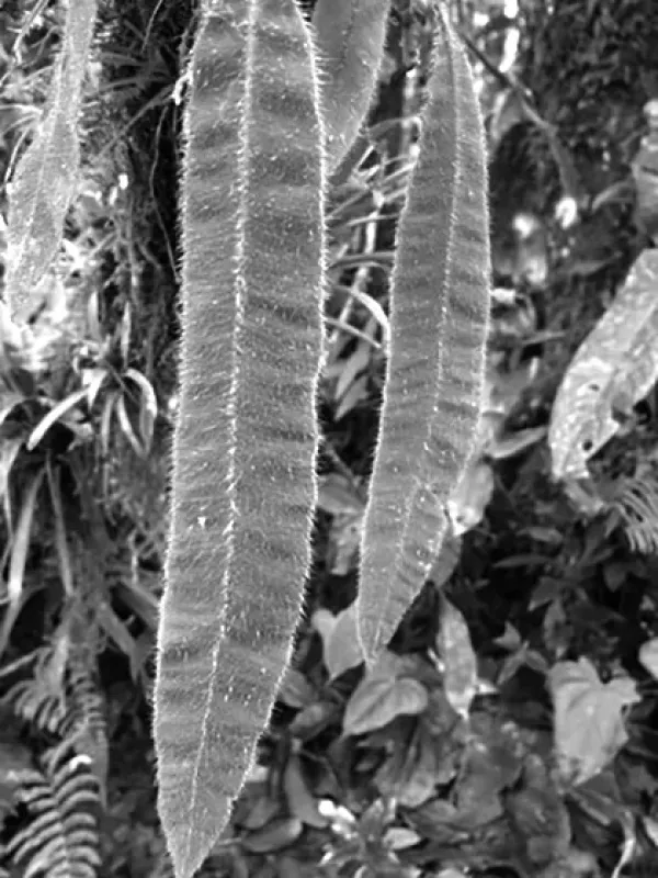 Asplenium haughtonii