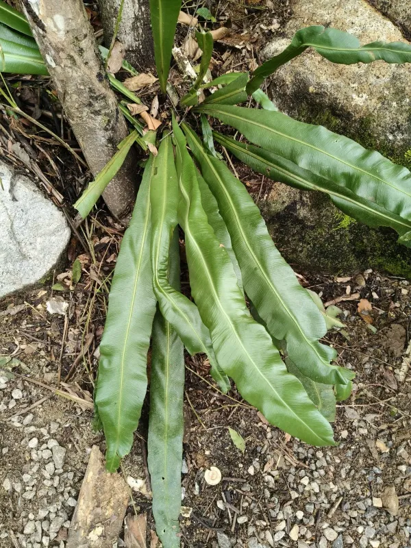 Bird's-nest fern