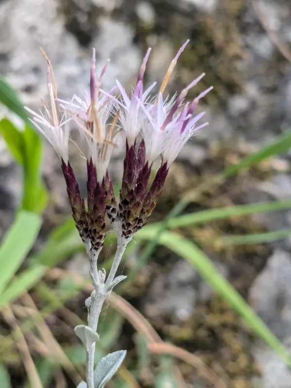 Staehelina uniflosculosa