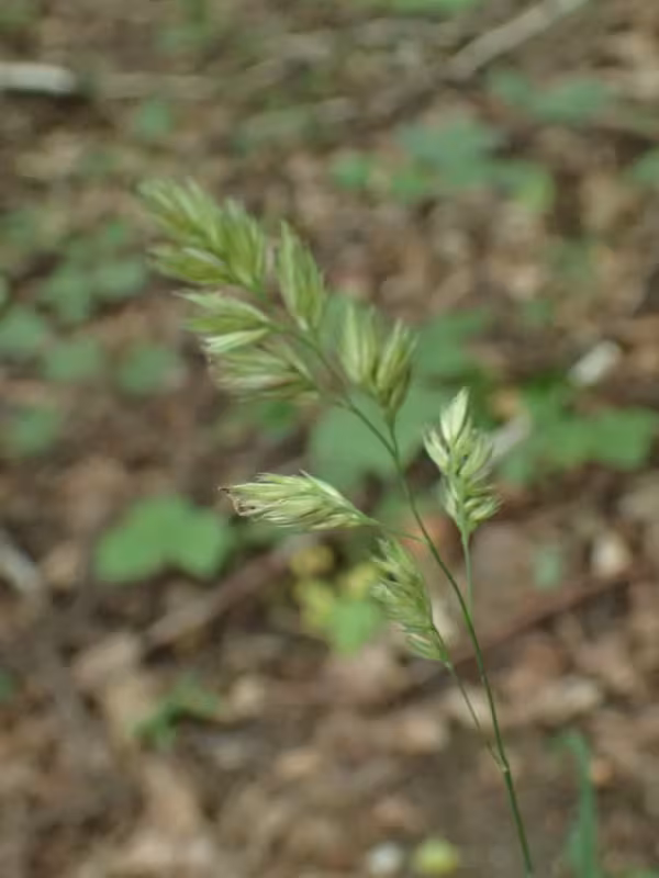Wood orchard grass
