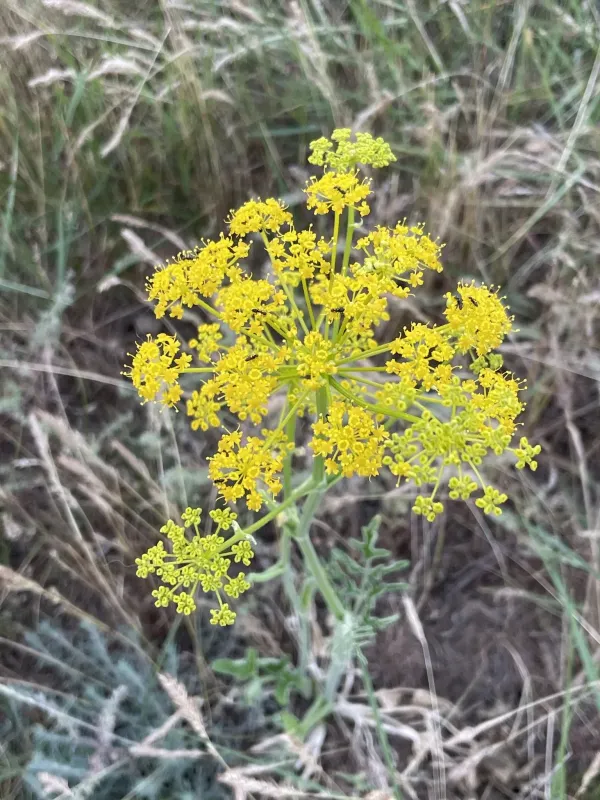 Malabaila graveolens